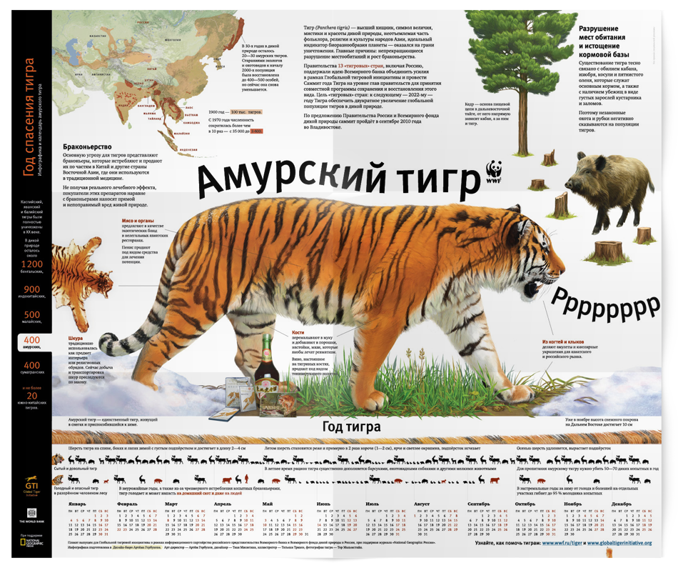 Сколько в мире амурских тигров. Тигр инфографика. Инфографика про животных. Тигр плакат. Плакат. Животные.