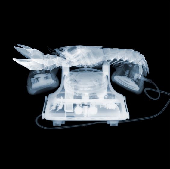 Nick Veasey “X-ray Gun”